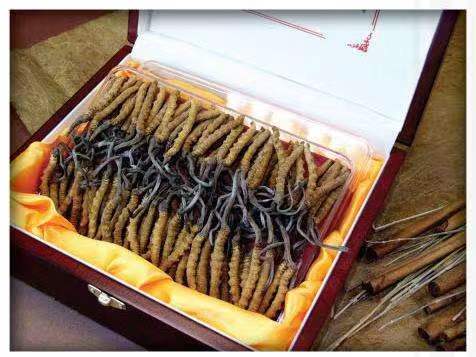 唐县冬虫夏草回收